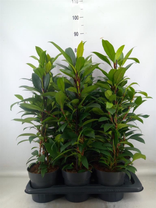 <h4>Ficus cyathistipula 'Compacta'</h4>