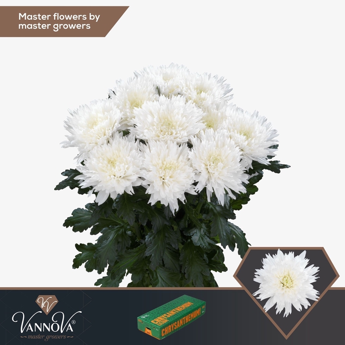 <h4>Chrysanten Chr G Undercover</h4>