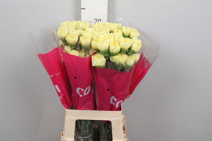 <h4>Di St Hermes</h4>