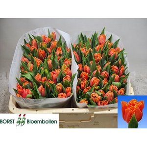 TU FR ORANGE PASSION