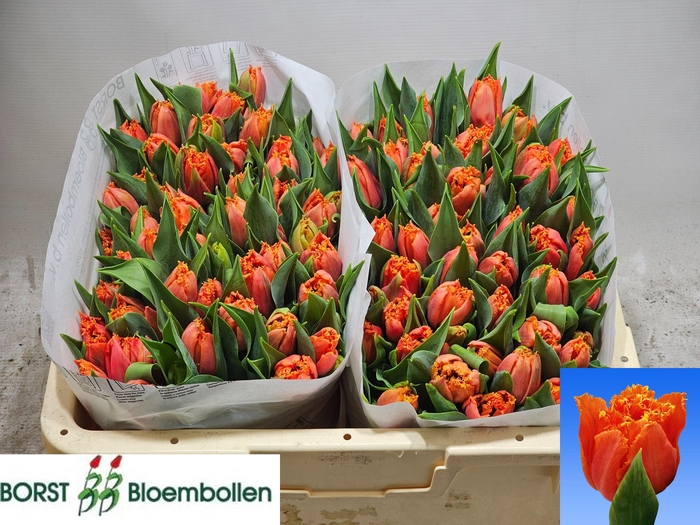 <h4>TU FR ORANGE PASSION</h4>