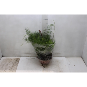 ASPARGO ALFINETE C21