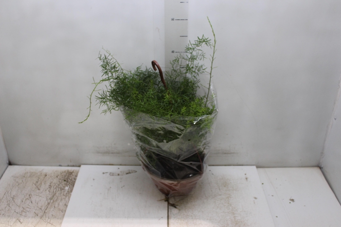<h4>ASPARGO ALFINETE C21</h4>