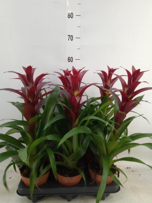 <h4>Guzmania  'Nextara'</h4>
