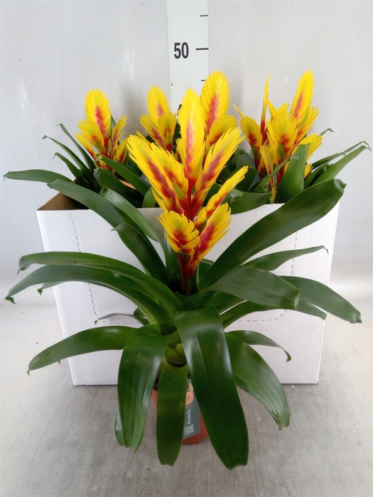 <h4>Vriesea  'Intenso Yellow Flame'</h4>