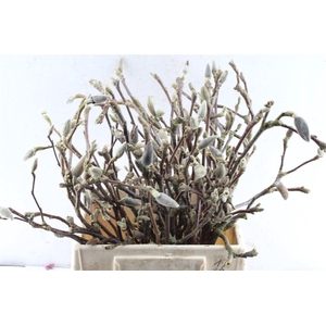 Magnolia Grandiflora Dried