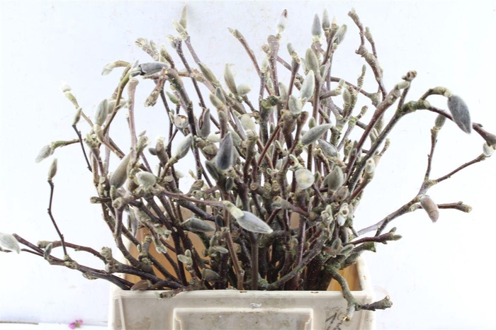 <h4>Magnolia Grandiflora Dried</h4>