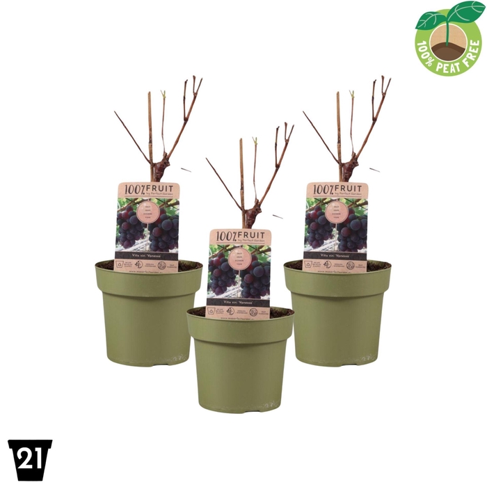 <h4>Vitis overig wit</h4>