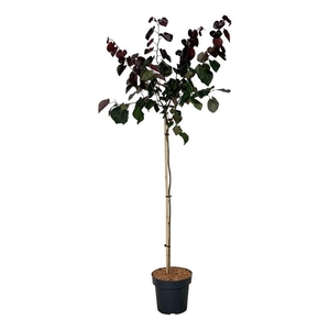 Cercis can. 'Merlot'