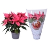 Euphorbia Roze jolly Xmas hoes