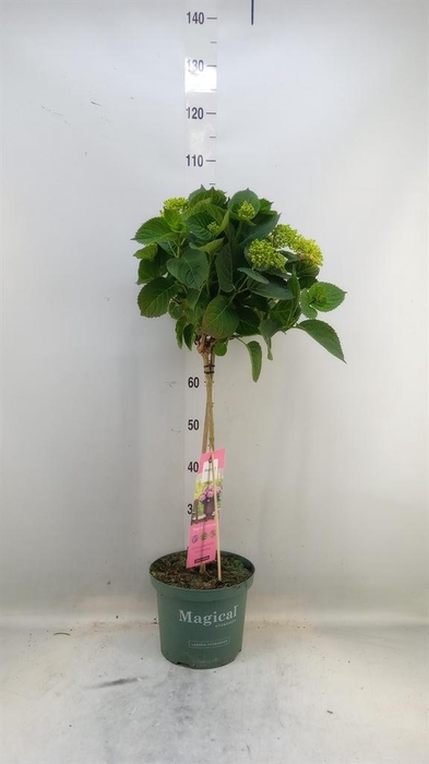 <h4>Hydrangea mac. 'Magical Revolution'</h4>