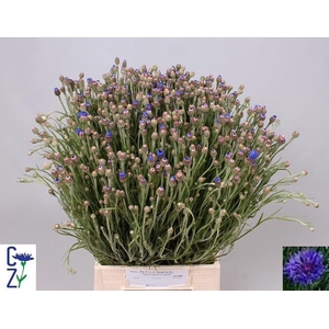 Centau Cyanus Blue C Van Der Zwart