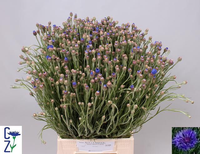 <h4>Centau Cyanus Blue C Van Der Zwart</h4>