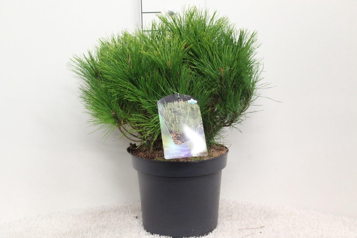 <h4>Pinus densiflora 'Alice Verkade' P26 potgedrukt</h4>