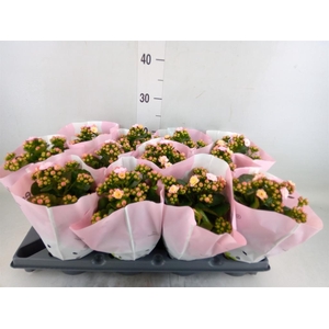 Kalanchoe blos.   ..rosebud