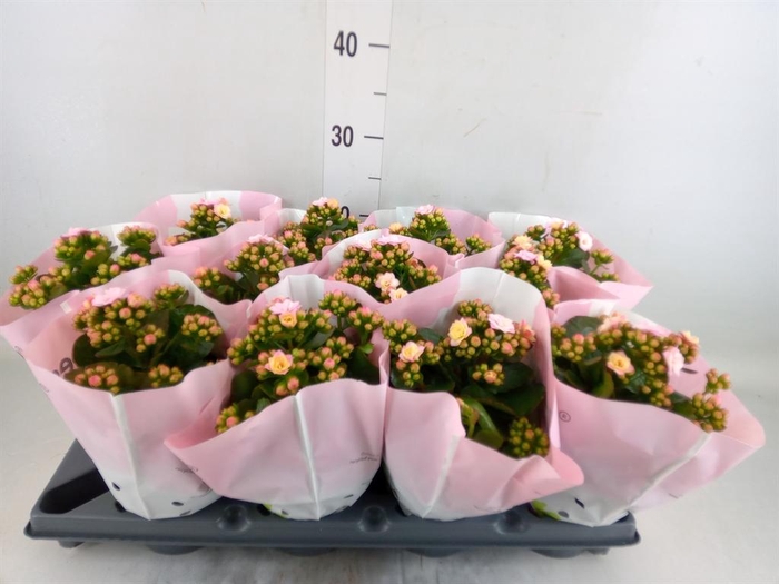 <h4>Kalanchoe blos.   ..rosebud</h4>
