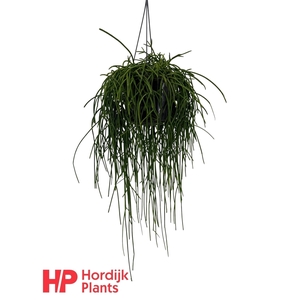 Rhipsalis shaferi