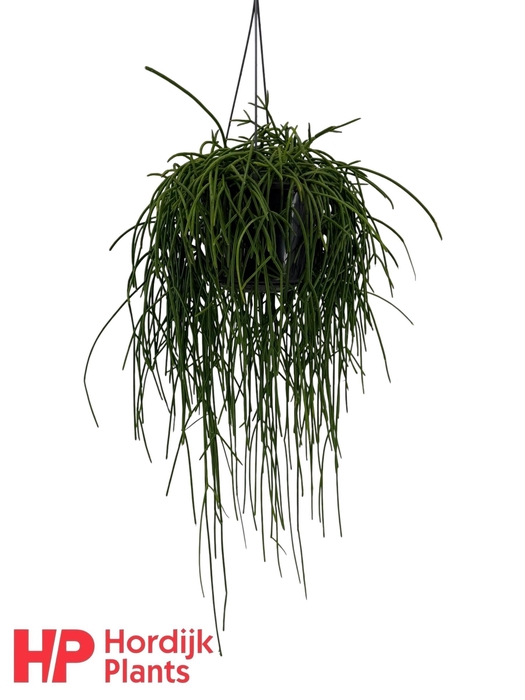 <h4>Rhipsalis shaferi</h4>