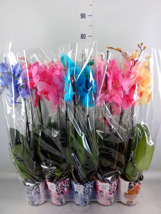 <h4>Phalaenopsis ...</h4>