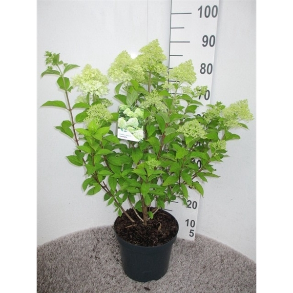 <h4>Hydrangea pan. Limelight 50-60 P26</h4>