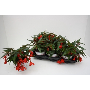 Begonia boliv. 'Encanto Red'