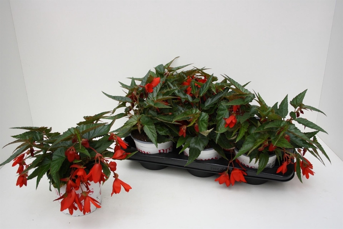 <h4>Begonia boliv. 'Encanto Red'</h4>