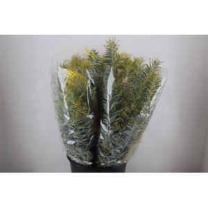 Mimosa Luna D'argento P Bunch