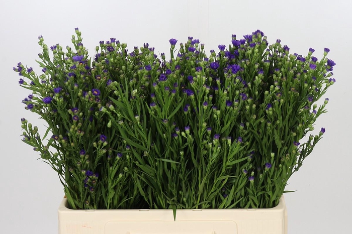 Aster Casamare
