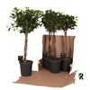 Ficus Mi Overig stam gevlochten Moclame