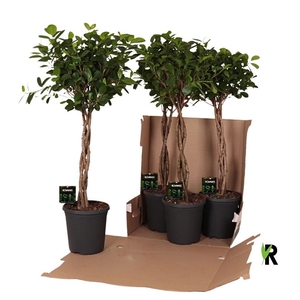 Ficus Mi Overig stam gevlochten Moclame