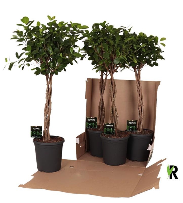 Ficus Mi Overig stam gevlochten Moclame