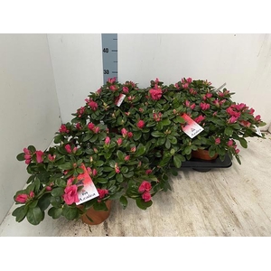 RHODO SI NORDL VOGEL