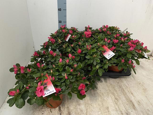 <h4>RHODO SI NORDL VOGEL</h4>