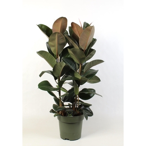 Ficus elastica Robusta toef 3 stekken pp