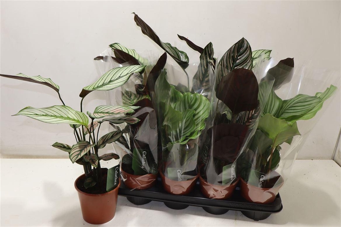 <h4>Calat Gem 3 Srt</h4>