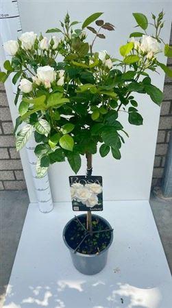 <h4>Rosa overig</h4>