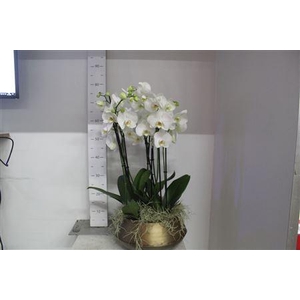 ***arr Phal Ov Wit 8 Branches 50 Bloemen+++***