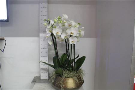 ***arr Phal Ov Wit 8 Branches 50 Bloemen+++***