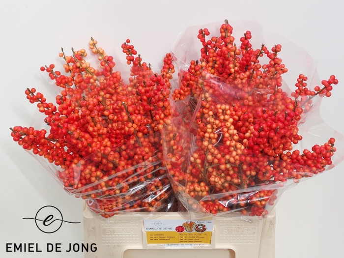 <h4>Ilex oudijk's orange</h4>