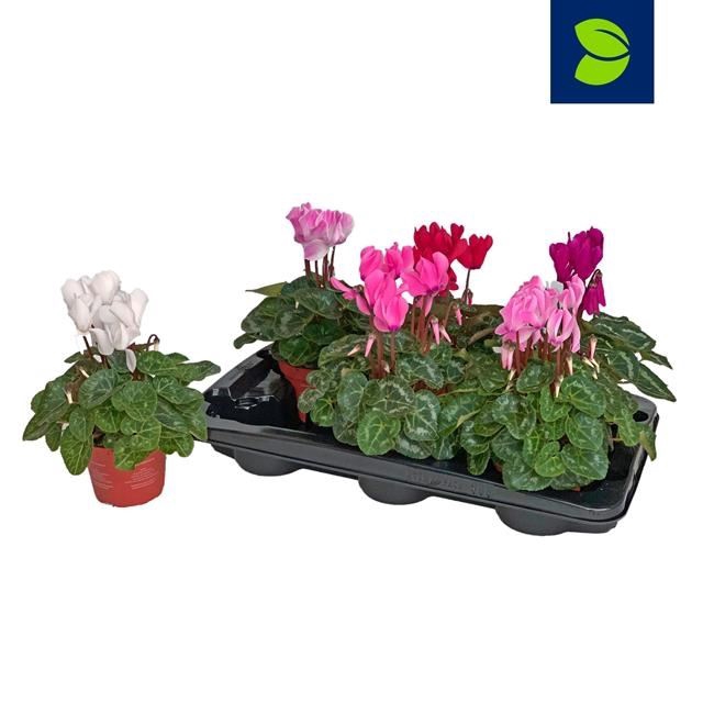 <h4>Cyclamen MD 'Allure'</h4>