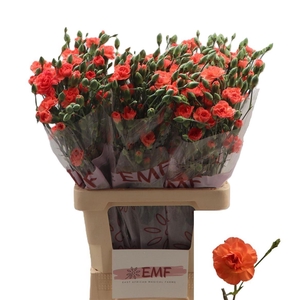 Di Tr Orange Amelie