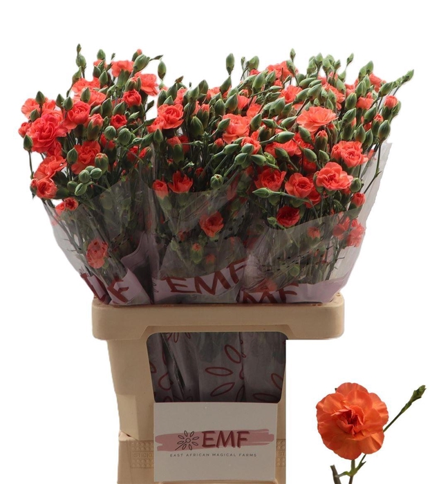 <h4>Di Tr Orange Amelie</h4>