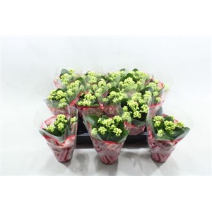 Witte Mini Kalanchoe