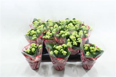 <h4>WITTE MINI KALANCHOE</h4>