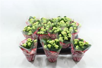 <h4>Witte Mini Kalanchoe</h4>