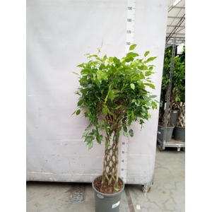 Ficus benja.   ...special shapes