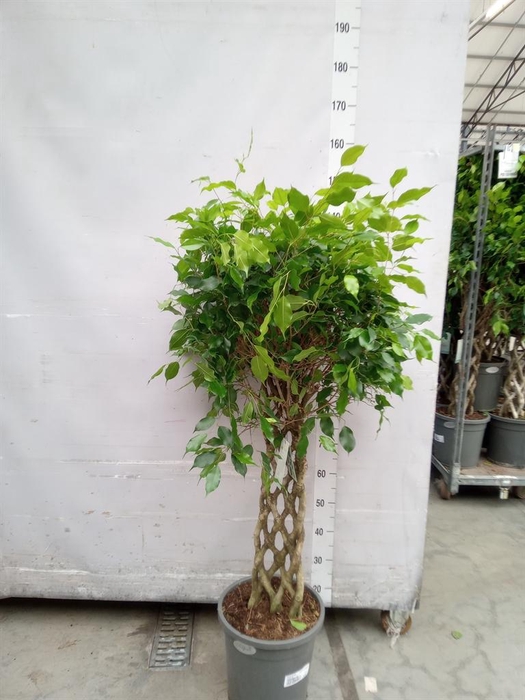 <h4>Ficus benja.   ...special shapes</h4>