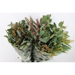 Euca Populus Berry 300gr P Bunch