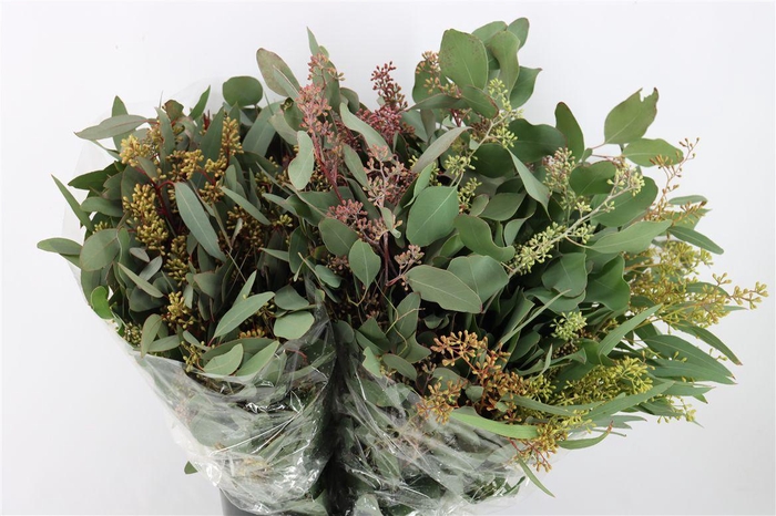 <h4>Euca Populus Berry 300gr P Bunch</h4>