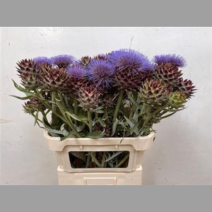 Cynara Cardunculus